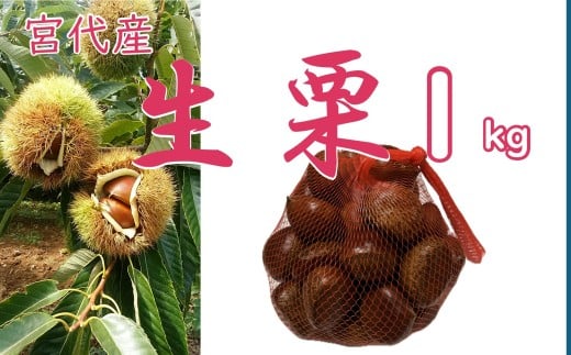 折原農園の生栗（2L～3Lサイズ）　1kg