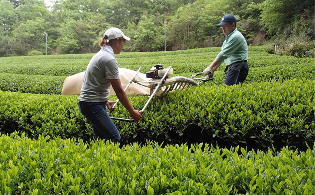 KH‐01　伊勢茶一番茶ペットボトル_イメージ4