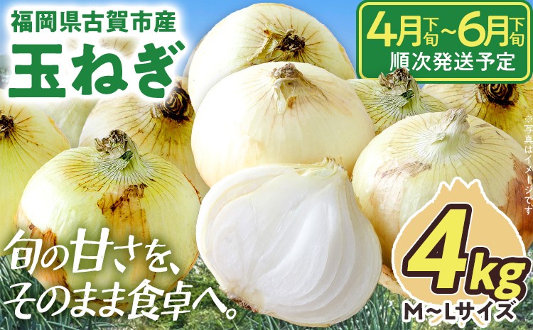 
                  新鮮直送 玉ねぎ 国産 4kg 古賀市産 野菜 たまねぎ タマネギ 玉葱 みずみずしい 甘い 柔らかい 農家直送 Mサイズ Lサイズ 肉じゃが サラダ 早生 中生 福岡県 福岡 九州 グルメ お取り寄せ【4月下旬～6月下旬頃に順次発送予定】
                