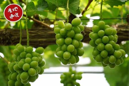 訳あり シャインマスカット 2房 合計1.1kg以上 産地直送 朝採れ ぶどう 葡萄 Kawahara Green Farm 岡山県産 2024年