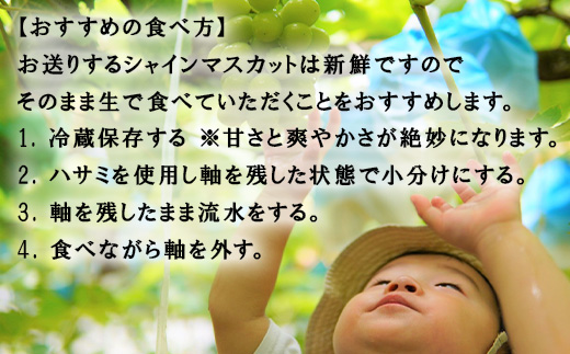 『先行予約』【令和7年9月中旬より順次発送】シャインマスカット3kg 4房～6房 葡萄 ぶどう 果物 フルーツ スイーツ