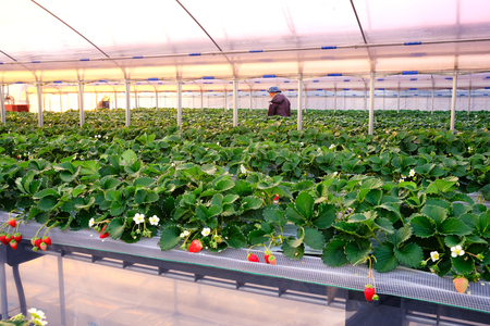 [1月8日から3月3日] いちご狩り体験 子供1名様 奈良のブランド (あすかルビー)｜イチゴ農園 果物 フルーツ 親子 体験チケット いちご狩り農園 奈良県 [3052]