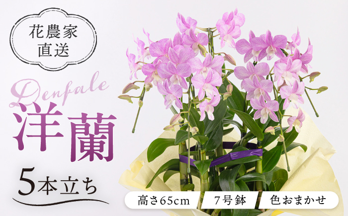 【 30セット 限定 】 デンファレ （ 洋蘭 ） 5本 立ち糸島市 / 和饗エコファーム株式会社 蘭 洋蘭 デンファレ 花 インテリア お祝い 贈り物 [AVI003]