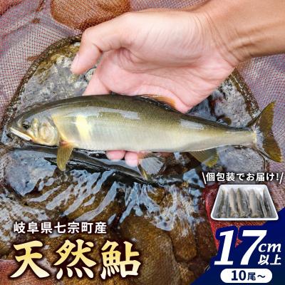ふるさと納税 七宗町 岐阜県産 天然鮎 10尾以上 (17cm以上) 七宗町産 冷凍 鮎 あゆ アユ 直送 天然 魚 川魚