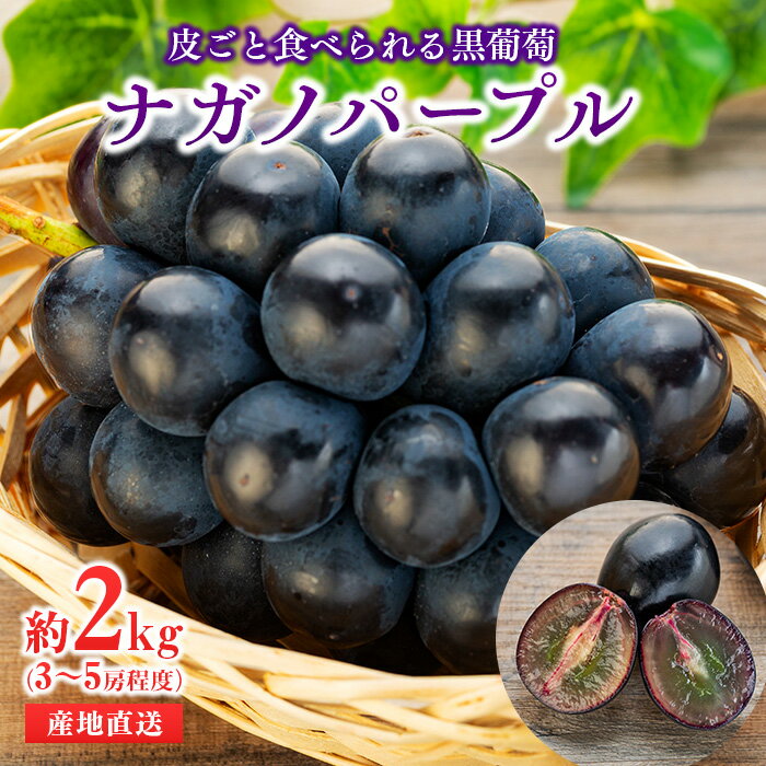 【ふるさと納税】皮ごと食べられる黒葡萄 ナガノパープル約2kg ※クレジット限定 葡萄 ぶどう ブドウ 長野 フルーツ 果物 信州産 長野県産 特産 産地直送 おすすめ デザート 　お届け：2025月9月中旬～10月上旬