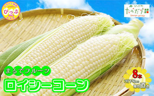 
            【2025年7月下旬頃発送】「ロイシーコーン」 8本 約1.6kg【たかだ畑】とうもろこし スイートコーン 白い 野菜 産地直送 とうきび BBQ バーベキュー キャンプ 甘い 北海道 比布町 ぴっぷ 1018-001
          