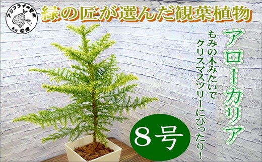 緑の匠が選んだ観葉植物 素敵な空間づくりに アローカリア 8号【E2-012】アローカリア 観葉植物 インテリア 植物 新築祝い 贈り物 開店祝い 引っ越し祝い 送料無料