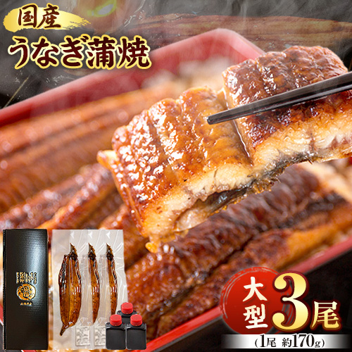 大型サイズ ふっくら柔らか 国産うなぎ蒲焼き 3尾 化粧箱入 魚鶴商店 《30日以内に出荷予定(土日祝除く)》  和歌山県 日高町 うなぎ 鰻 蒲焼き 国産使用