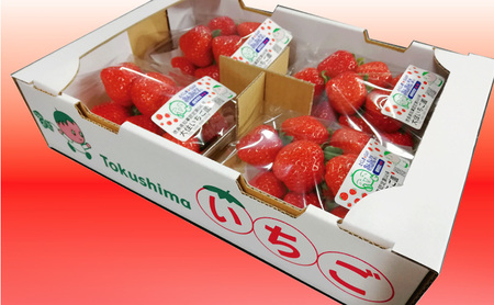 おすすめ品種「さちのか」4パック　250g×4パック　『とくしま安２（安全・安心）農産物』優秀認定取得