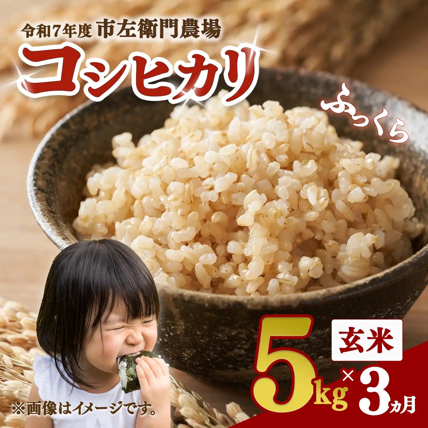 【定期便】令和7年産 市左衛門農場コシヒカリ玄米 5kg×3回 こしひかり