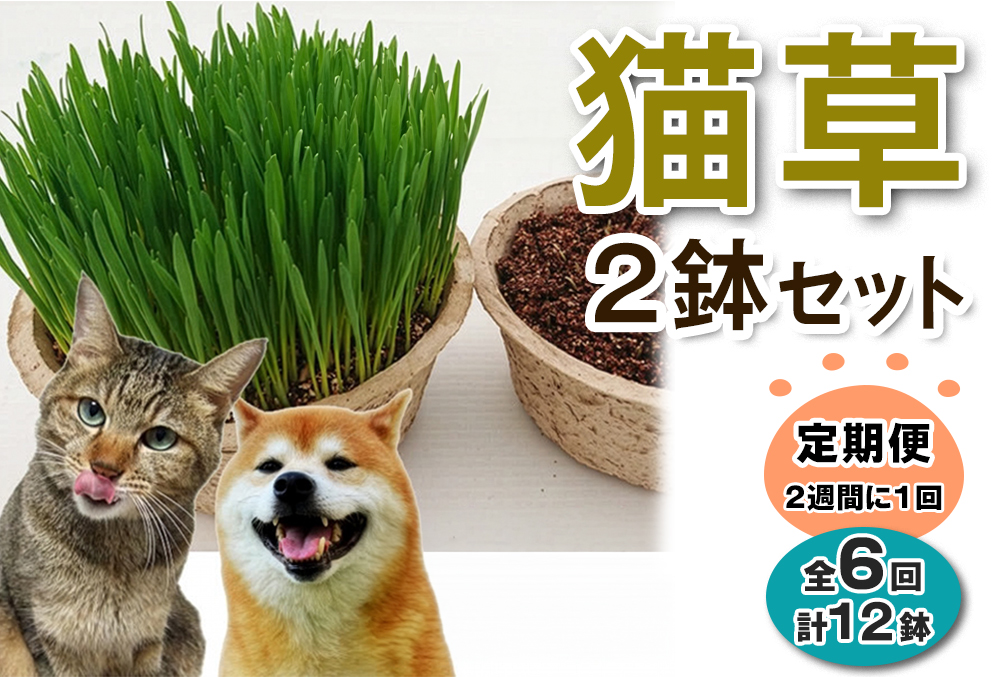 [定期便／2週間に1回 全6回] 猫草 2鉢セット×6回 (計12鉢)｜猫草 定期便 猫草 サブスク 猫草 2鉢 定期便 猫草 2週間ごと 定期配送 [1197]