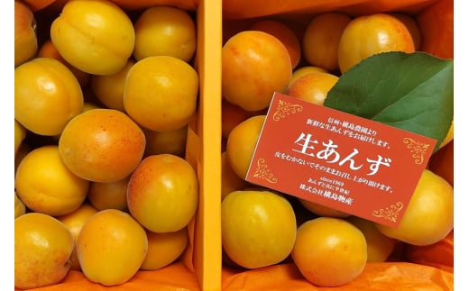 【2025年先行予約】あんず 生食＆加工用 バラ約2kg ｜ オリジナルレシピ付き 信州あんず 杏子 アンズ アプリコット 果物 千曲市 長野県産 信州 