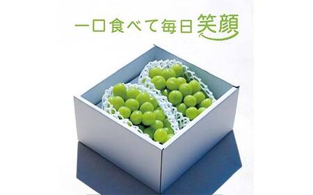 【先行受付（令和7年度発送）】大房もぎたてシャインマスカット 2房 約1.5kg ギフト箱入り マスカット ぶどう ブドウ 葡萄 デザート フルーツ 果物 くだもの 果実 食品 山形県 FSY-121