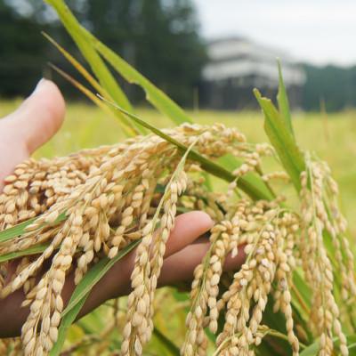 ふるさと納税 上越市 令和7年・新潟県産|JAS有機栽培アイガモ農法コシヒカリ100% 精米10kg|5kg×2袋 |  | 02