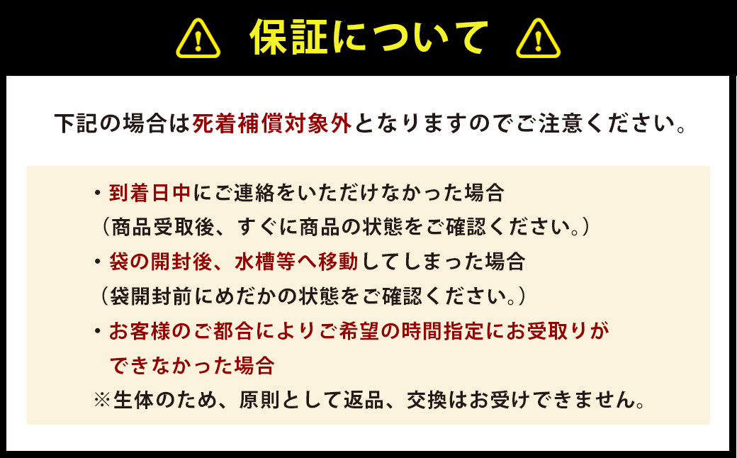 【指定日必須】輝音のメダカ 皇帝ショート 5匹セット 卵トリーナー2個 めだか餌付