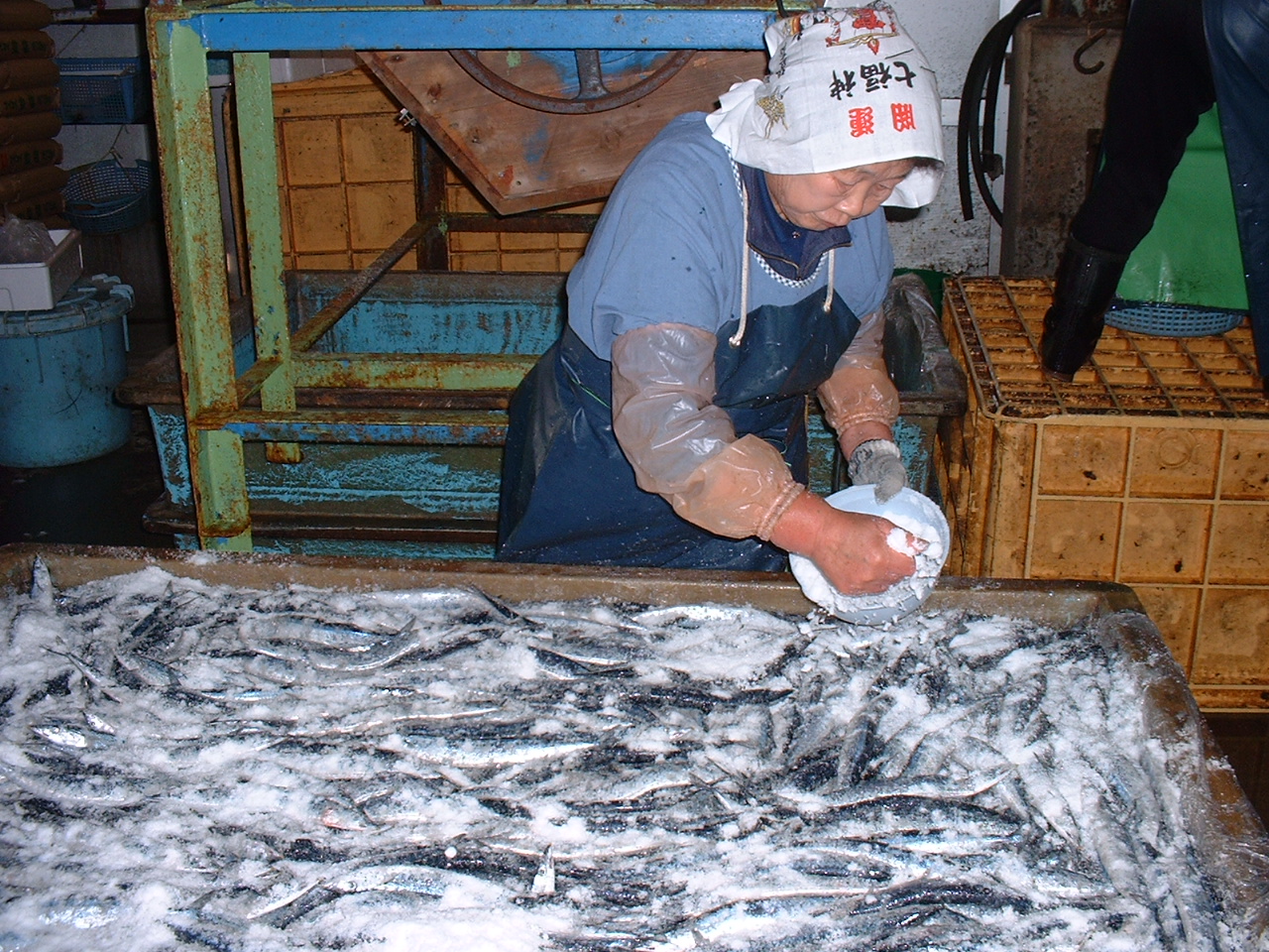 さんま丸干し　20本　魚作商店3代目の丸干し製法