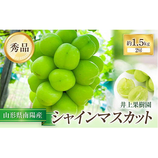 【令和8年産先行予約】【山形県シャインマスカット品評会優秀賞第1席受賞】 シャインマスカット 約1.5kg (2房 秀) 《令和8年9月中旬～発送》 『いのうえ果樹園』 マスカット ぶどう 果物 フルーツ デザート 山形県 南陽市 [1312]