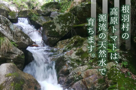 2025年10月～11月発送★フルティカトマト 2.0kg 令和7年度産 ※予約商品※ 割れ保障付 毎年大人気！早いもの勝ち！ 数量限定 トマト 中玉 フルーツ フルーツトマト トマト ミニトマト 6