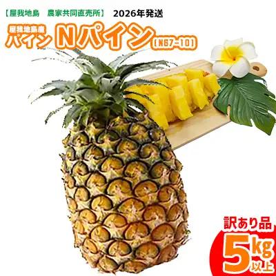 《訳あり品》2026年【屋我地島　農家協同直売所】屋我地島産Nパイン(N67-10)約5kg 訳あり品 屋我地島 沖縄 国産 パイナップル Nパイン ハワイ種 ぱいん N67-10 送料無料 ご当地 お取り寄せ 果物 くだもの 果実 ふるさと納税 名護 デザート フルーツ トロピカル