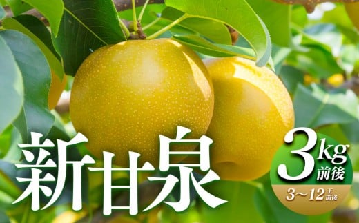 291.【先行予約】新甘泉 3kg前後（3～12玉前後) ※2025年8月下旬～9月下旬頃に順次発送予定【先行予約 梨 なし 果物 フルーツ くだもの 鳥取県 北栄町 おすすめ 人気 送料無料】
