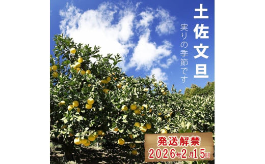 【先行予約】【果樹園直送】土佐文旦特選品贈答用　約10kg　L～2L　（20～25個）〈2027年2月中旬～3月中旬頃発送〉  /  果物 柑橘 フルーツ ぶんたん ブンタン 文旦 高知県 土佐市 お取り寄せ 産地直送 高知県 土佐市【白木果樹園】 [BQAI007]