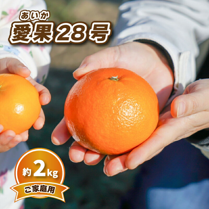 【ふるさと納税】 【2026年12月頃から順次発送】 愛果28号 (家庭用) 約2kg | みかん 柑橘 あいか 蜜柑 みかん 愛媛県 松山市