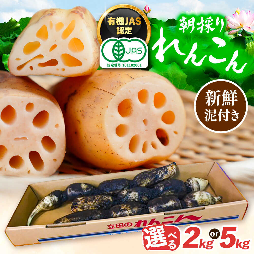 【ふるさと納税】＼毎年10月より順次発送／ 選べる内容量 れんこん 有機JAS認証土付きレンコン 有機栽培 産地直送 野菜 愛西市 / 山三レンコン [AEBK003]