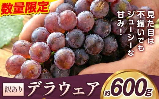 デラウェア ぶどう 訳あり ご家庭用 約600g《2026年7月上旬-8月上旬頃出荷》大阪府 羽曳野市 送料無料 ブドウ 葡萄 フルーツ 果物 羽曳野市産 一大産地 青果 お取り寄せフルーツ