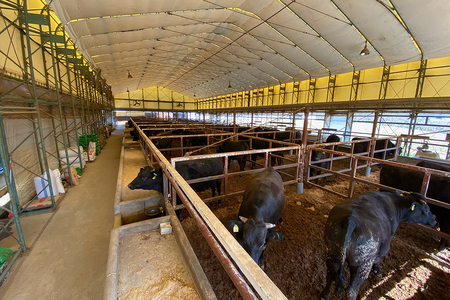 土屋畜産 信州 プレミアム 牛 すき焼き & サーロイン ステーキ 食べ比べ | 長野県 飯田市