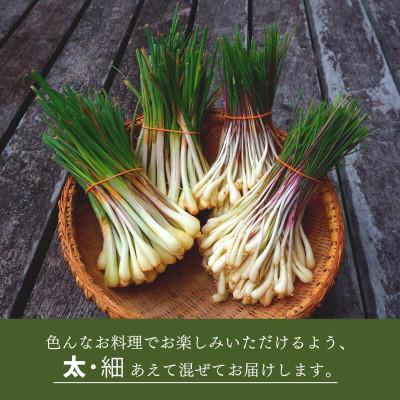 ふるさと納税 国頭村 【2026年2月中旬から順次発送】産地直送!沖縄おつまみの定番の島らっきょう1kg |  | 01