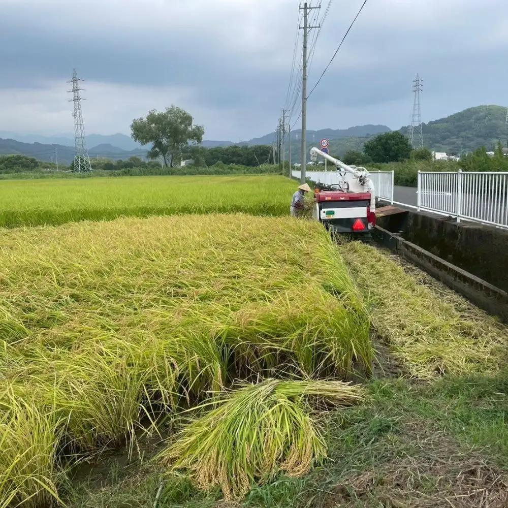 【令和7年産】静岡県産こしひかり2kg/栽培期間中農薬不使用