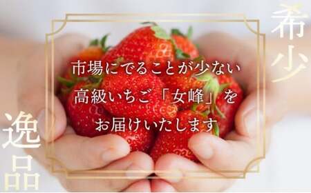 【来シーズン先行予約】亀岡産いちご 女峰 2箱 イチゴ