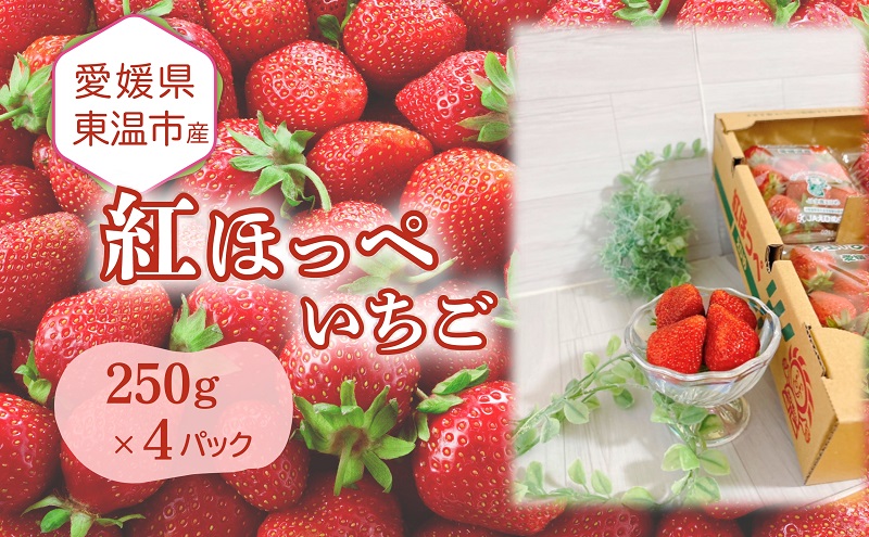 愛媛県東温市産いちご【紅ほっぺ 】250g×4パック【甘い フルーツ ケーキ 旬 品種 高級 イチゴ 苺】