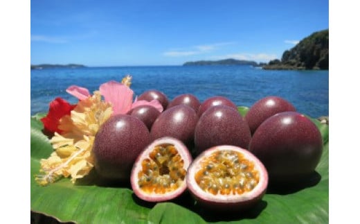 小笠原パッションフルーツ　中玉（11～13玉入り）【2026年発送分】