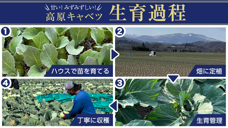 【7月中旬発送開始】 嬬恋キャベツ  嬬恋産 高原キャベツ4玉1ケース Lサイズ 先行予約 2026年発送 [AS002tu]