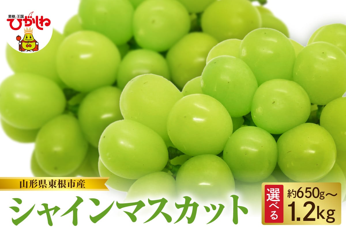 
            【2026年産　先行予約】山形県東根市産　シャインマスカット　（選べる内容量：約650g / 約850g / 約1kg / 約1.2kg )
          