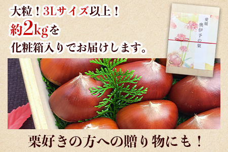 【数量限定・締切9月15日】＜西予市城川産 大きな生栗 3Lサイズ 約2kg（化粧箱入り）＞ 特大 大粒 マロン 焼き栗 栗ご飯 モンブラン 特産品 メニークエスト 愛媛県 西予市【冷蔵】『9月20日