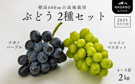 TK16-25A 【2025年先行予約】ぶどう2種セット（ナガノパープル・シャインマスカット）約2kg 4～5房 / 2025年9月中旬頃～配送予定 // 長野県 松川町産 種なし 葡萄 セット ナガノパープル シャインマスカット 高品質 贈答 ギフト お取り寄せ