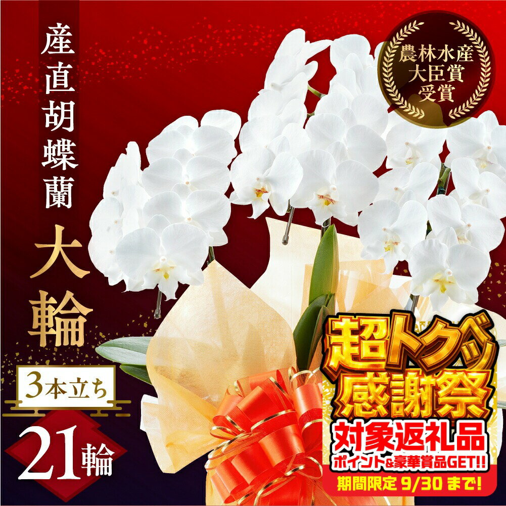 【ふるさと納税】産直 胡蝶蘭 白 3本立ち 21輪 大輪 胡蝶蘭 豊橋市 花 鉢 贈答 ギフト お祝い ミディ 幸福 自宅用 装飾 選べる ラッピング 贈り物 フラワー 発表会 祝い 記念 退職 還暦 開店 19000円 1万9千円