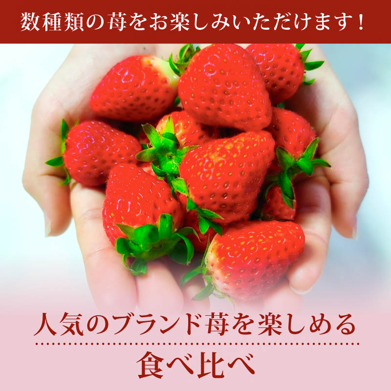 いちご 奈乃華 ならあかり セット 2026年 発送（270g×2パック）予約受付中 数量限定 早期終了 予定あり  家庭用 イチゴ 先行予約 苺 奈良ブランド苺 ブランド 古都華 大粒 苺 旬 産地