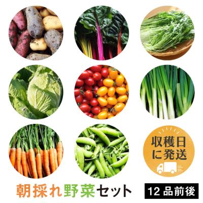 ふるさと納税 糸島市 【福岡県糸島産】 朝採れ野菜セット (12品前後) オーガニックナガミツファーム [AGE023]
