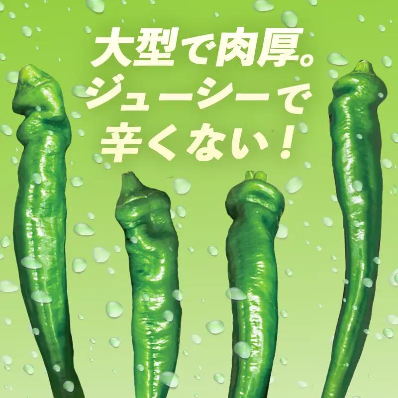 【訳あり】 万願寺甘とう 良品 2kg | 万願寺とうがらし 訳あり野菜 京野菜