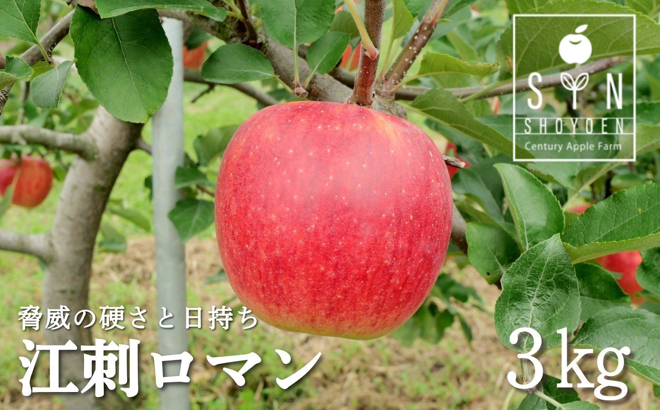 
            【先行予約｜2026年9月上旬頃から順次発送】 りんご 江刺ロマン 3kg 松陽園 岩手県 遠野市 樹上完熟 農家直送 ご贈答
          