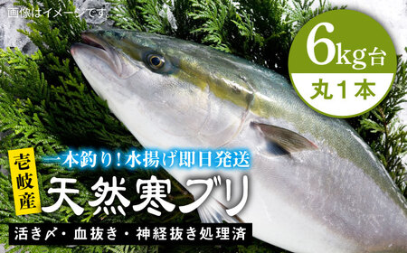 壱岐島産天然寒ブリ（6ｷﾛ台・丸もの）寒ブリ 寒ブリ 寒ブリ 寒ブリ 寒ブリ 寒ブリ [JBS124]
