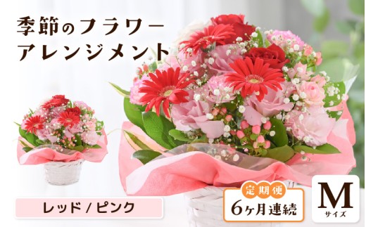 定期便 ≪6ヶ月連続お届け≫ 選べるカラー 季節のフラワーアレンジメント M (レッド・ピンク)【お花 フラワー アレジメント 花束 ギフト 生花 プレゼント 花束 花 記念日 敬老の日 お祝い】 [G-20701_01]