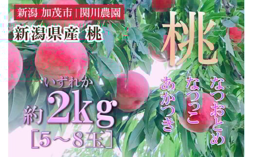 【2026年先行予約】新潟県産 桃 約2㎏（5～8玉）《7月下旬～順次発送》 もも ピーチ 果物 フルーツギフト 夏の味覚 加茂市 関川農園