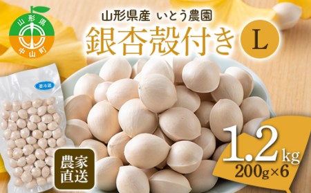 農家直送銀杏殻付き Lサイズ 1.2kg（200g×6）山形県産 ぎんなん《いとう農園》 茶碗蒸し おつまみ 季節限定 F4A-0309