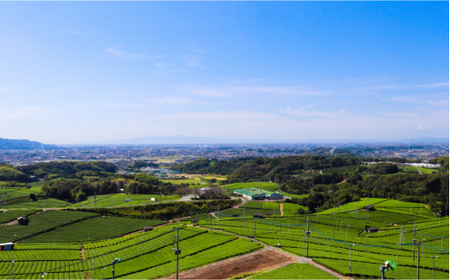 福岡 八女茶 煎茶 500ml×24本入り＜一般社団法人地域商社ふるさぽ＞那珂川市 お茶 緑茶  12000 12000円 [GBX033]