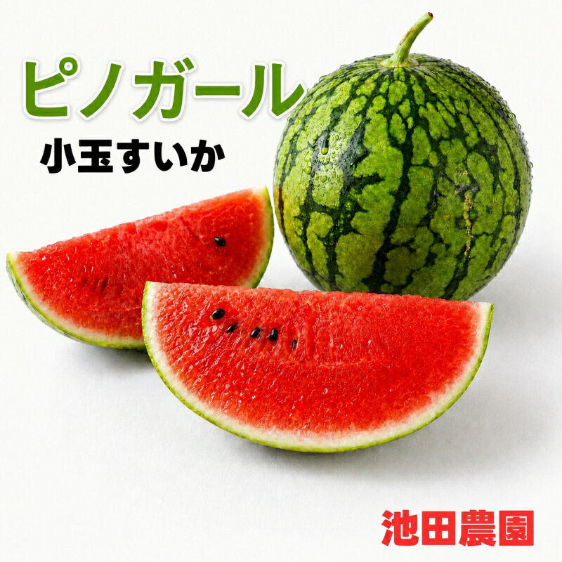 【ふるさと納税】 小玉 スイカ 種ごと食べられる！「ピノガール」 2玉 約3kg 4玉 約6kg [秀品] / 高級 甘い 和歌山 フルーツ すいか 果物 ※2027年6月上旬〜6月下旬頃に順次発送予定 ※北海道・沖縄・離島への配送不可