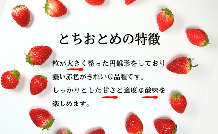 先行予約 いちご とちおとめ 約500g いちご レシピ付